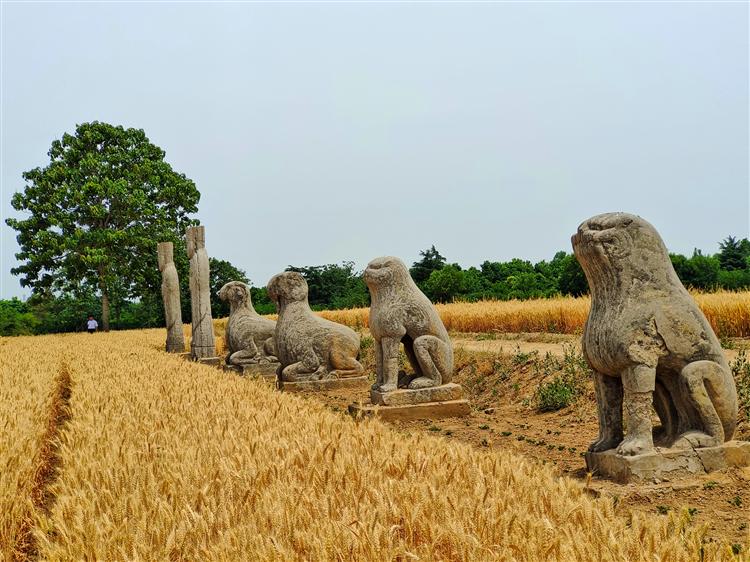 麦收一线报道：北宋皇陵的麦子熟了