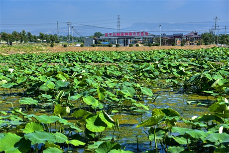 莲中珍品：富平九眼莲