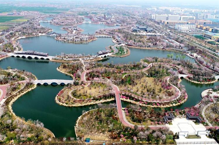 商丘睢县举办首届樱花节