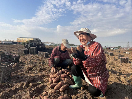 获嘉红薯大丰收 鑫桥薯业扮靓乡村振兴之路